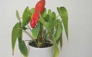 紅掌怎么繁殖，主要途徑為播種育苗