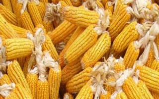 MC8728玉米種簡介，適宜播種期4月下旬至5月上旬