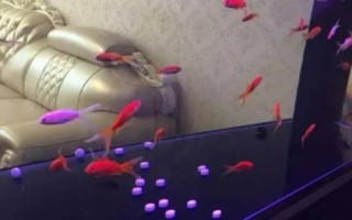 魚入缸幾天放硝化細(xì)菌，先養(yǎng)水再放魚