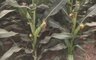 德單180玉米種子特點，6月上旬至6月中下旬播種