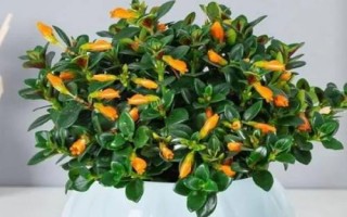 金魚吊蘭簡介，屬多年生草本植物