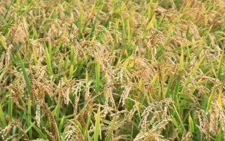 天優(yōu)81水稻品種簡介，全生育期136天左右