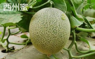 新疆阿勒泰地區(qū)的特產(chǎn)，喀納斯蜜瓜被譽(yù)為“阿山一絕”