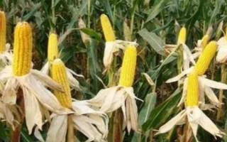 中利禾2209玉米種子簡介，基肥應(yīng)每畝施40千克
