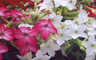 煙草花幾點(diǎn)開放，在傍晚六點(diǎn)開花