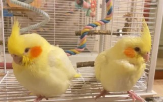 玄鳳鸚鵡最適合什么樣的鳥籠，用金屬的籠具飼養(yǎng)最為合適