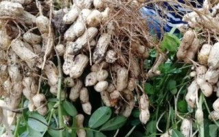春花生幾月份收獲，南方地區(qū)一般在7-8月收獲