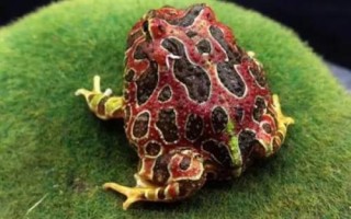 角蛙的生長(zhǎng)發(fā)育全過(guò)程，從蝌蚪到幼體再到成體