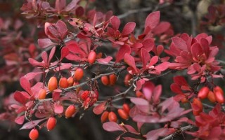 紅葉小檗的作用，主要用來(lái)觀(guān)賞