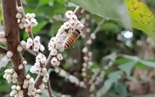 野桂花簡介，一般是指柃木