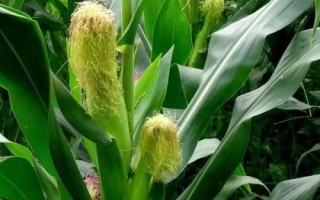正大350玉米種子特點，4月中旬播種