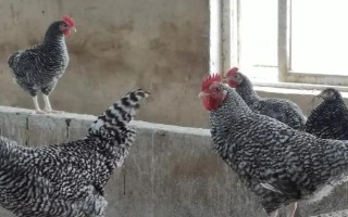 蘆花雞和普通雞有什么區(qū)別，品種、外觀均不同
