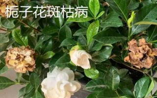 常見的梔子花病蟲害及防治方法，需對癥下藥