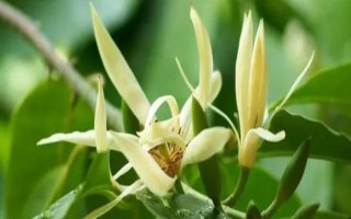 白蘭花的寓意，寓意純潔的愛、高貴優(yōu)雅等