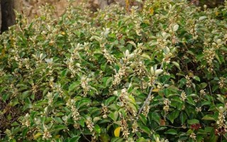木半夏與胡頹子有什么區(qū)別，植物類型、葉片、花朵等方面均不同