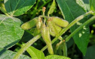 華夏17號(hào)大豆種子簡(jiǎn)介，(3)肥力低的地塊重施底肥
