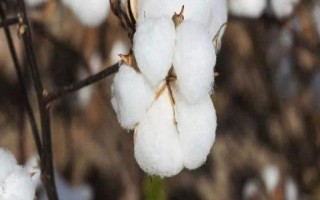 創(chuàng)075棉花種子特點(diǎn)，轉(zhuǎn)抗蟲基因中熟雜交品種