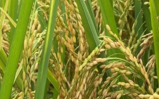 東富123水稻品種的特性，糯稻品種