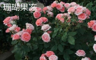 花開(kāi)的多又抗病的月季品種有哪些，黃從容和夢(mèng)光環(huán)選的較多