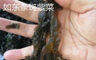 江蘇南通市如東縣的特產(chǎn)，如東條斑紫菜暢銷各地