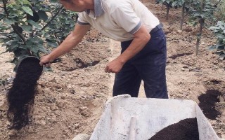 梨樹(shù)開(kāi)花時(shí)節(jié)的管理方法，花期噴硼能提高梨樹(shù)的坐果率