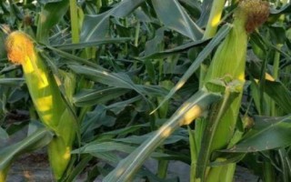 HF668玉米品種簡介，基肥應(yīng)每畝施35千克