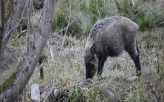 野豬害怕的東西和驅(qū)趕方法，害怕其它猛獸和強光