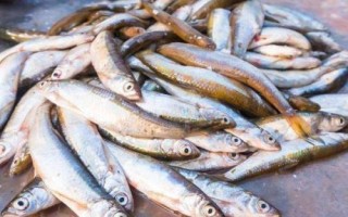 海夕魚(yú)鉤簡(jiǎn)介，是黑坑或競(jìng)技釣常用的鉤型