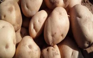 土豆有哪些病蟲(chóng)害，常見(jiàn)的有軟腐病、干腐病、晚疫病等