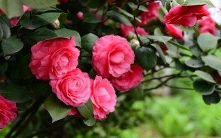 冬季怎么養(yǎng)茶花，應(yīng)放置在亮一些的位置來養(yǎng)