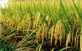 吉優(yōu)隆占水稻品種簡介，該品種株型適中