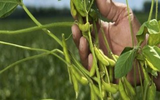 華豆20大豆種子簡介，夏大豆品種