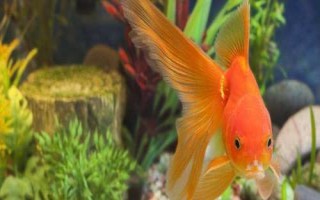 雌雄金魚如何區(qū)分，雄魚瘦長(zhǎng)、雌魚短圓