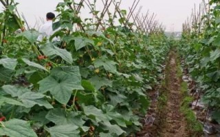 黃瓜的畝產(chǎn)量，大棚種植的黃瓜畝產(chǎn)36000斤左右