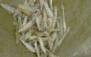南美白對(duì)蝦的養(yǎng)殖方法，產(chǎn)量高、價(jià)值高、抗病力強(qiáng)