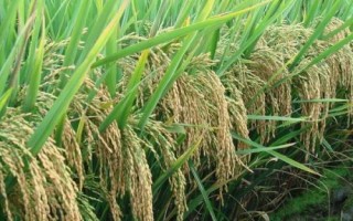 華兩優(yōu)2834水稻種子特點(diǎn)，全生育期138.2天