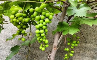 葡萄樹(shù)怎樣過(guò)冬，埋防寒土前10天應(yīng)灌一次封凍水