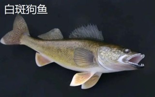 狗魚的生活習(xí)性，我國(guó)有黑斑狗魚和白斑狗魚兩種
