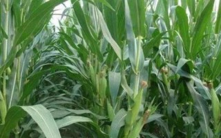 登海魯西1玉米種子簡介，播種期6月上中旬