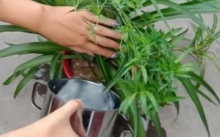 春天吊蘭多少度可發(fā)芽，室內(nèi)的溫度達(dá)到12℃以上即可