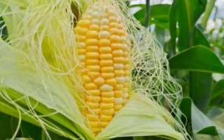 金玉111玉米品種的特性，中抗穗腐病