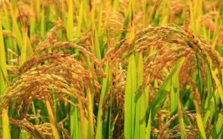 隆兩優(yōu)1377的產(chǎn)量表現(xiàn)，平均畝產(chǎn)482.02千克