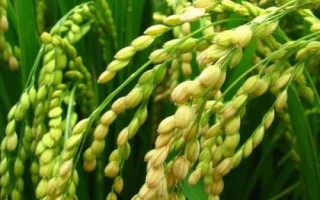 連粳6188水稻品種簡介，旱育秧每畝播量35~40公斤