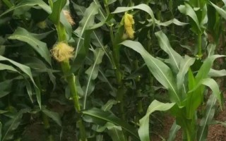 泰美甜3號玉米種簡介，生育期為85.8天