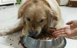 狗狗護食怎么糾正，先改變喂食方法