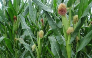 華甜玉7號玉米品種的特性，種植密度每畝5000株