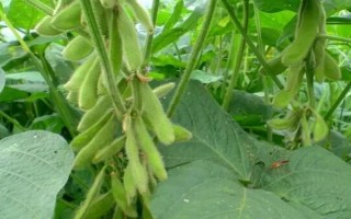 賓豆1號大豆種子介紹，該品種在適應區(qū)4月末播種
