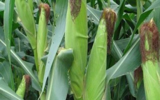 天翊16玉米品種簡(jiǎn)介，適宜播種期4月下旬—5月上旬