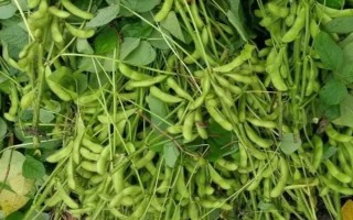 綏農(nóng)52大豆品種簡(jiǎn)介，選擇中等及以上肥力地塊種植