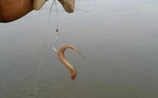 釣?zāi)圉q怎么快速上鉤，使用鮮活的蟲(chóng)餌具有良好效果